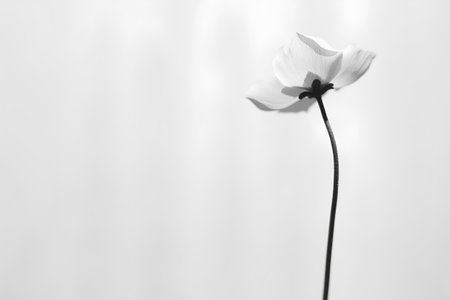 poppy flower on a white background, monochrome, black and whiteの素材