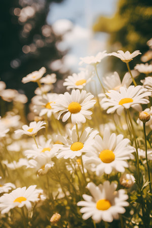 Beautiful daisies in the meadow. Nature background.の素材