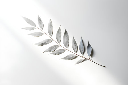 Silver leaves on a white background. Flat lay, top view.の素材