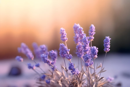 Lavender flowers in the field at sunset. Nature background.の素材