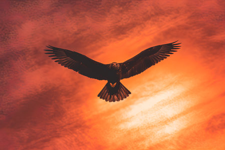 Silhouette of a bald eagle in flight against the sunset sky.の素材