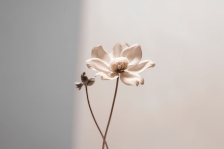 Flower in a vase on a white background, tonedの素材