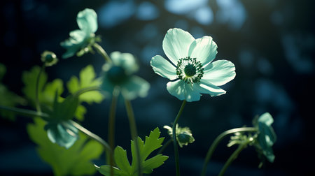 Blooming anemone flowers on a dark background. Toned.の素材