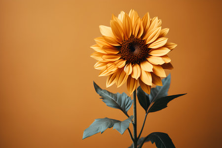 Beautiful yellow sunflower on orange background. Close-up.の素材