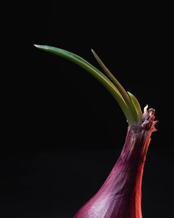 Sprouting Red Onion on Black Backgroundの写真素材