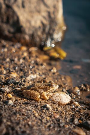 Camouflaged Frog on the River Sideの写真素材
