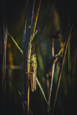 Grasshopper on Grass Side Viewの写真素材