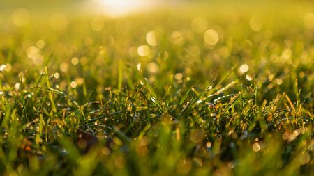 Green Grass Background in the Morning Sunriseの写真素材