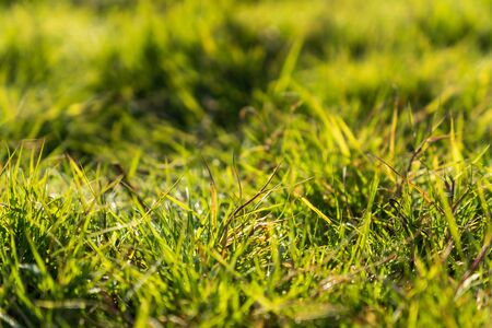 Green Grass Background in the Morningの写真素材