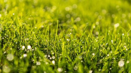 Green Grass Bokeh Background with Water Drops in the Morningの写真素材