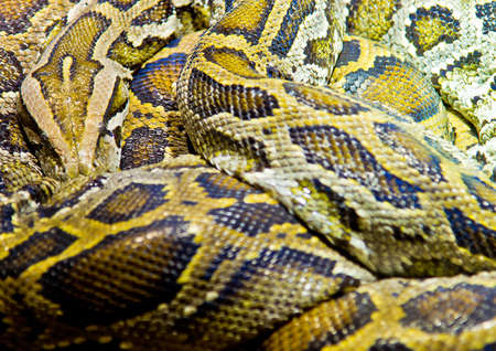 Reticulated python, curled up, taken in a zoo in Germany in 2017
