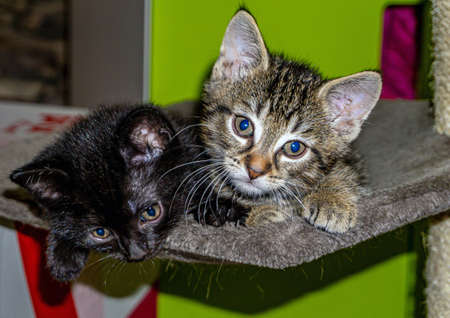 Kittens chilling on scratching post. Recorded in 2020.