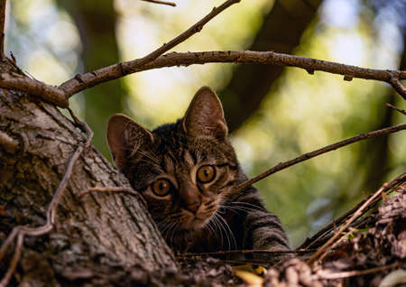 Cat on a tree. Recorded in 2020.