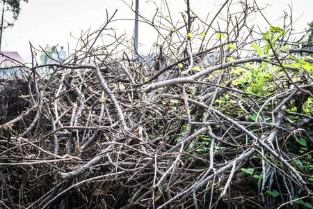 Group of stick tree branch with young green spring leaves, isolated on white background. Stick tree branch from nature for design.の写真素材