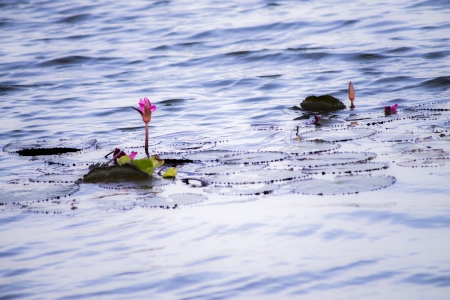 Lotus water lightの写真素材