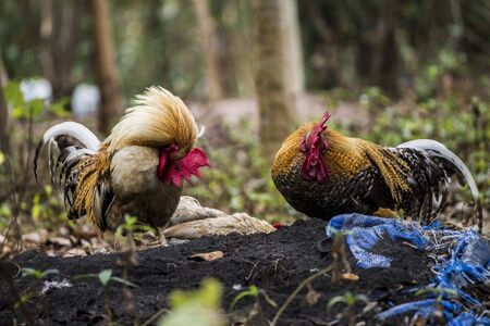 Twin chickenの写真素材