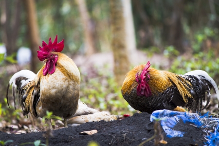 Twin chickenの写真素材
