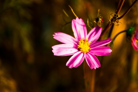 Pink flowerの写真素材