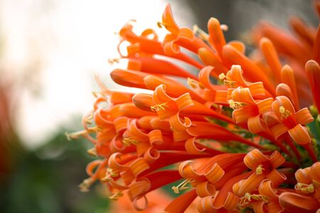orange flowerの写真素材