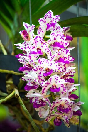 Orchidの写真素材