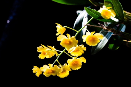 yellow flowersの写真素材