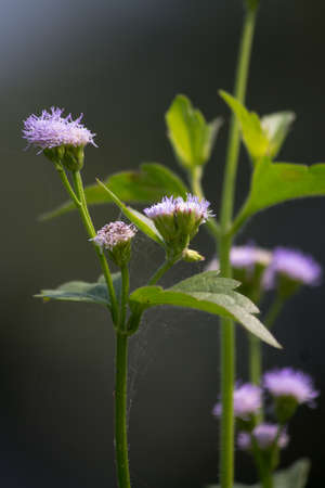 Grassの写真素材