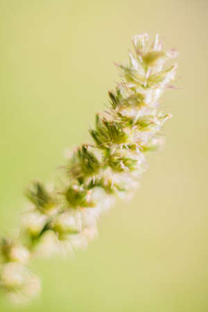 glass flowerの写真素材