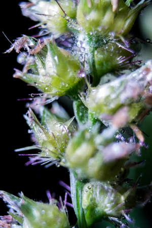 glass flowerの写真素材