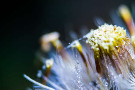 flowers close-up の写真素材