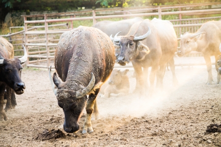 Thai Buffaloの写真素材