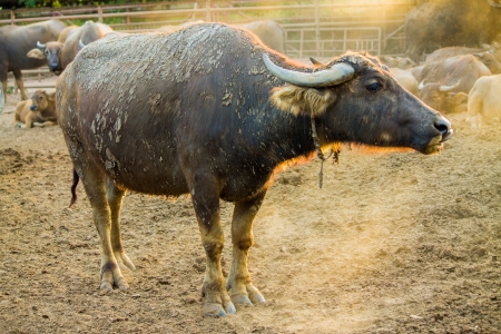 Thai Buffaloの写真素材