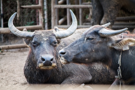 Thai Buffaloの写真素材