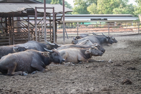 Thai Buffaloの写真素材