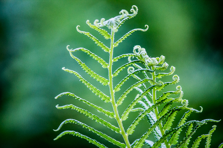 fernの写真素材