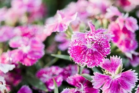 flowerの写真素材