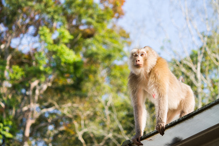 monkeyの写真素材