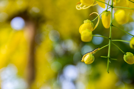 Flowers of Golden Shower Tree bloom in summer の写真素材