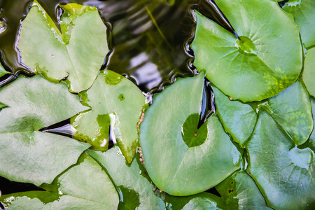 aquatic plantの写真素材
