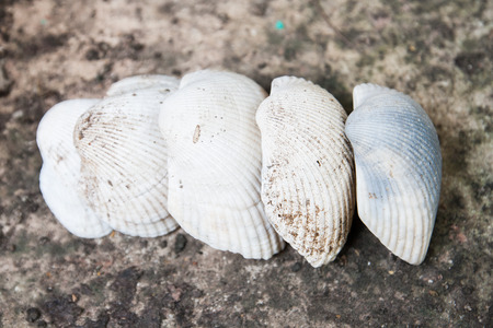 shells