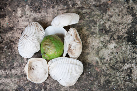 shellsの写真素材