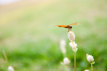 dragonflyの写真素材