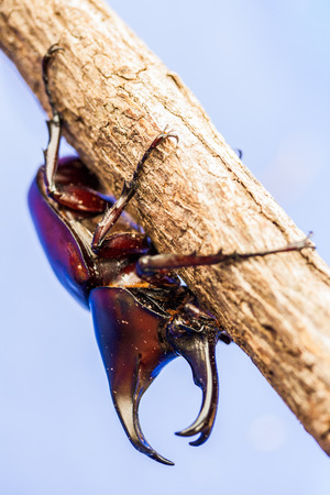 beetle