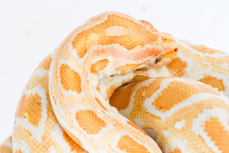 snake close up