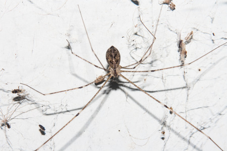 spider close upの写真素材