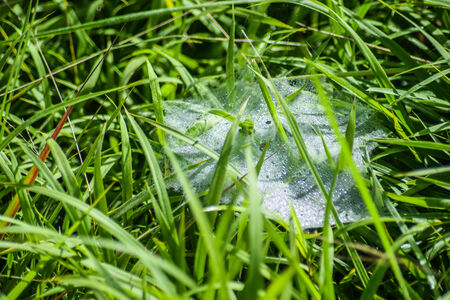 web spiderの写真素材