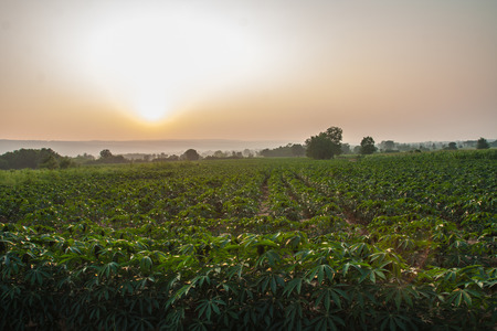 farm on sunny day の写真素材
