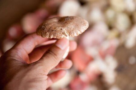 mushroom keep in forest.の写真素材