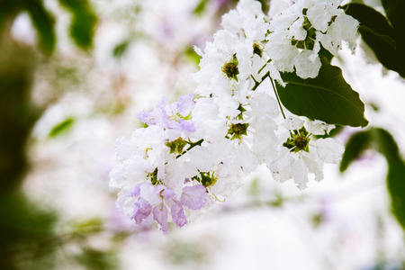 Lagerstroemia calyculata  is blooming.