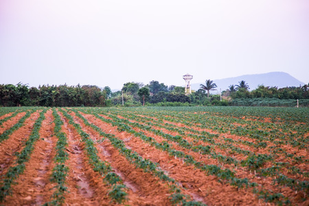 Farm fieldの写真素材