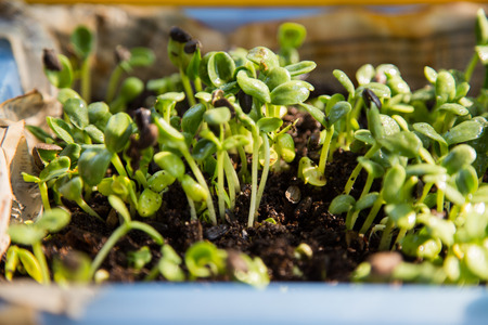 Sunflower Sproutsの写真素材
